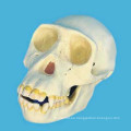 Modelo de esqueleto de la cabeza del cráneo humano del chimpancé para la enseñanza médica
